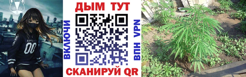 mega ССЫЛКА цена Волгоград Шишки марихуана THC 21%